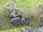 Kdo nám žije na zahrádce